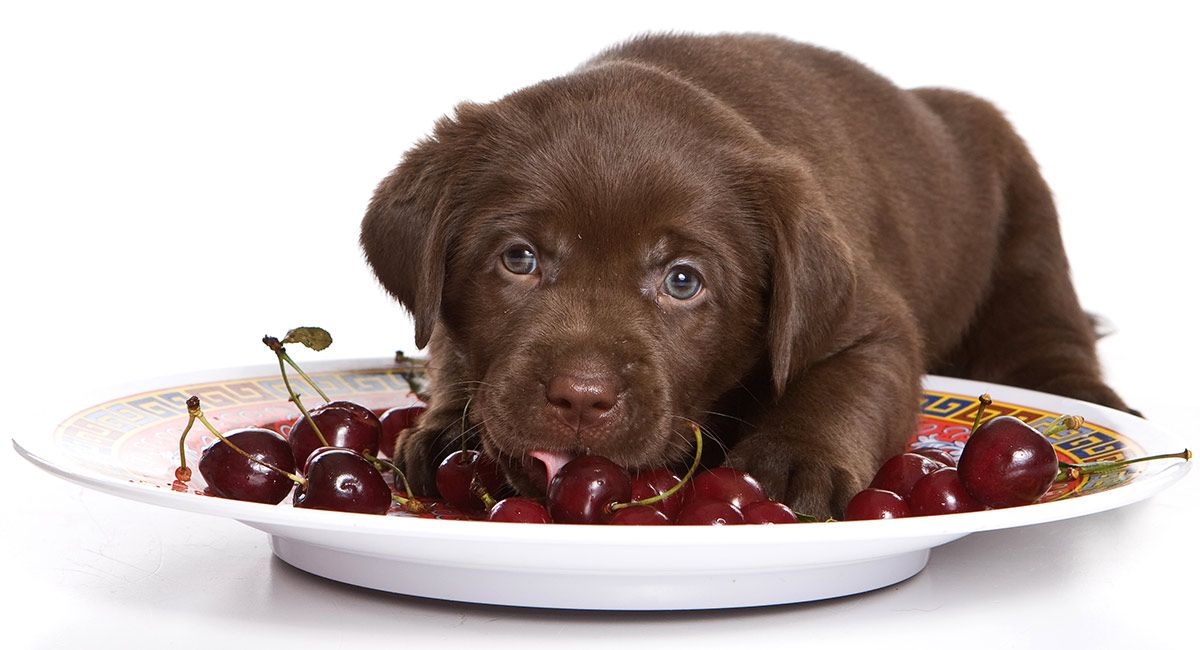 can cherries kill dogs