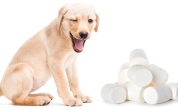 can dogs eat marshmallows food archives the labrador site can dogs eat marshmallows food archives the labrador site