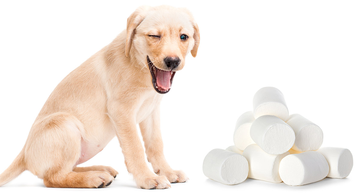 is it ok to give dogs marshmallows