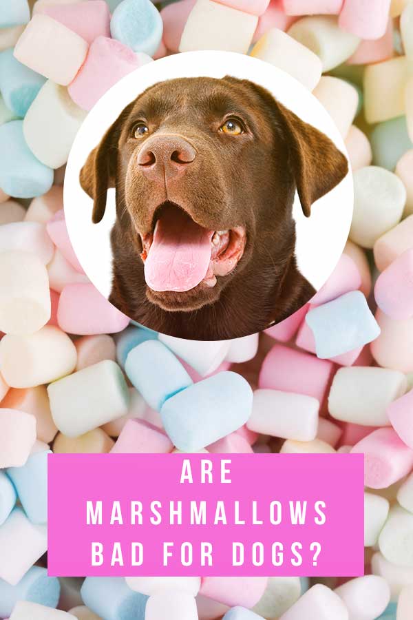 is it ok to give dogs marshmallows