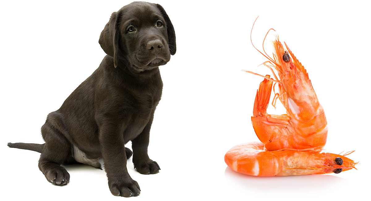 prawns for dogs