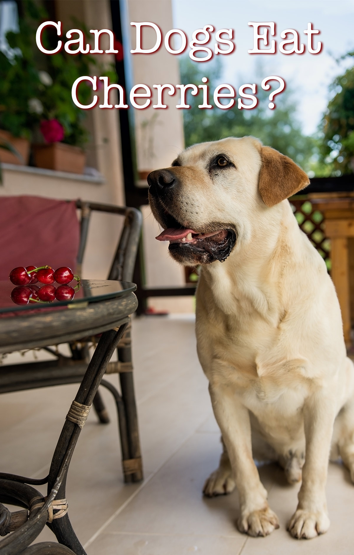 are cherry pits safe for dogs