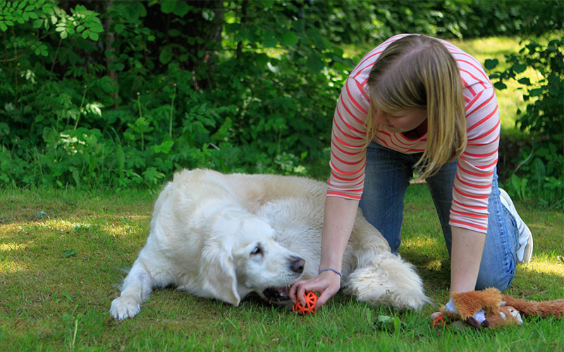 Clicker Training Fetch - The Clicker Retrieve