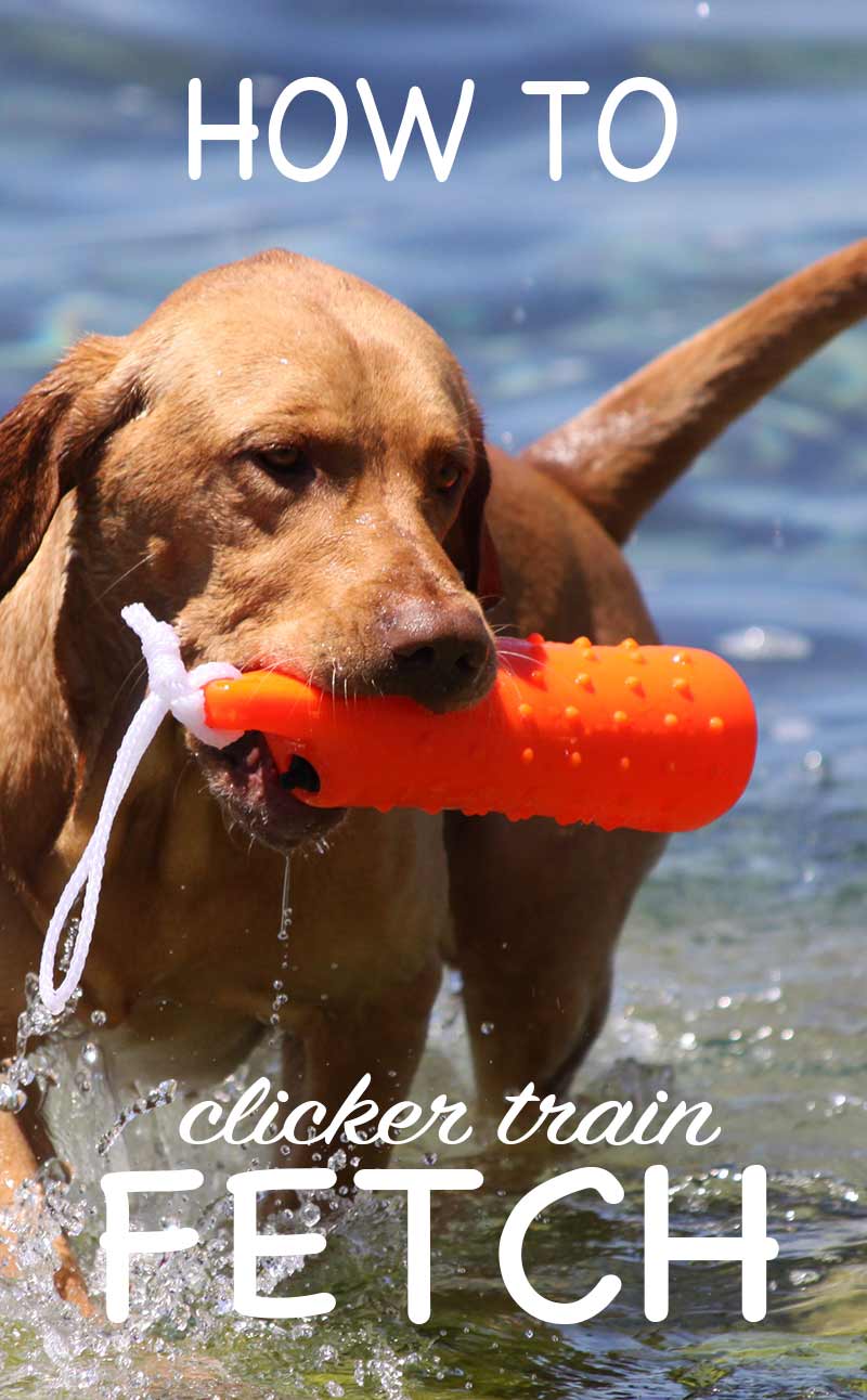 How to clicker train fetch. Teach your dog to retrieve the gentle way