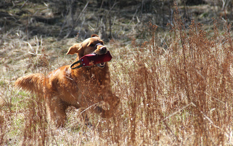 Clicker Training Fetch - The Clicker Retrieve