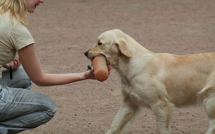 Clicker Training Fetch - The Clicker Retrieve