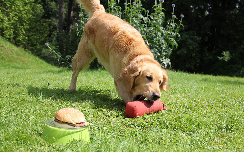 Clicker Training Fetch - The Clicker Retrieve