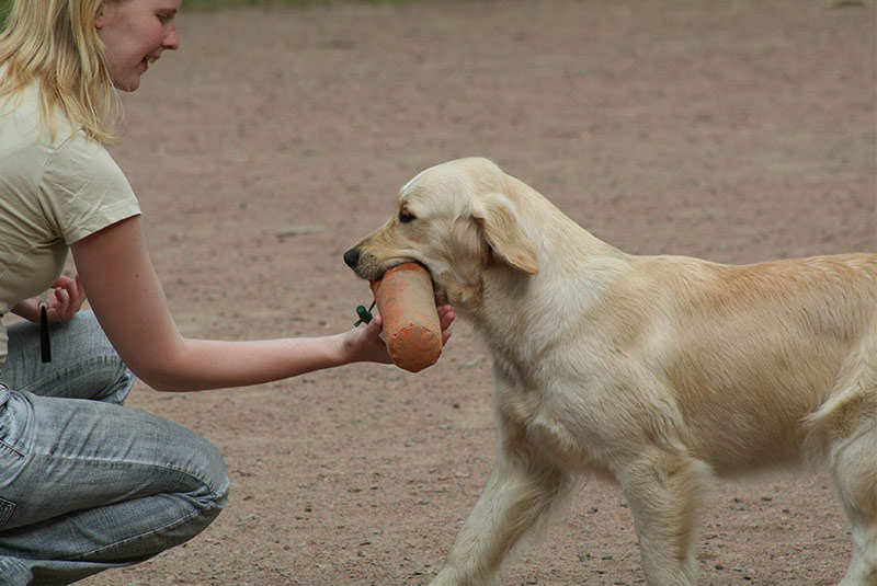 Clicker Training Fetch - The Clicker Retrieve