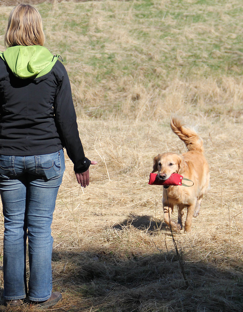 Clicker Training Fetch - The Clicker Retrieve