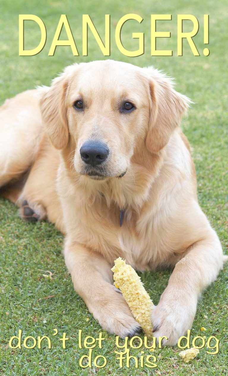 Can Dogs Eat Corn Is It Safe To Let Your Dog Eat Corn?