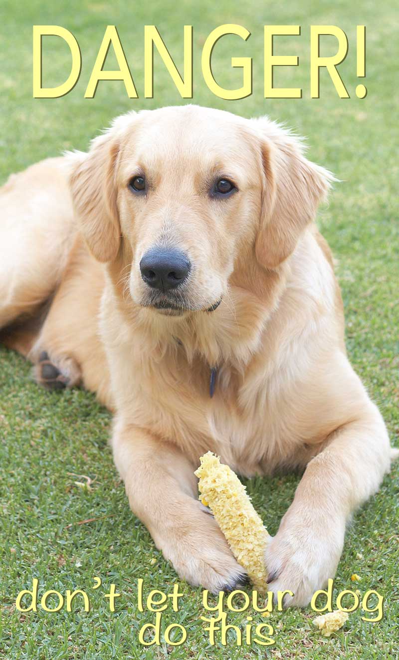 is sweet corn good for dogs