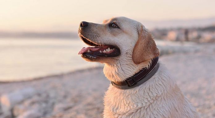 is diatomaceous earth safe for puppies page 4 of 45 the labrador site is diatomaceous earth safe for puppies page 4 of 45 the labrador site