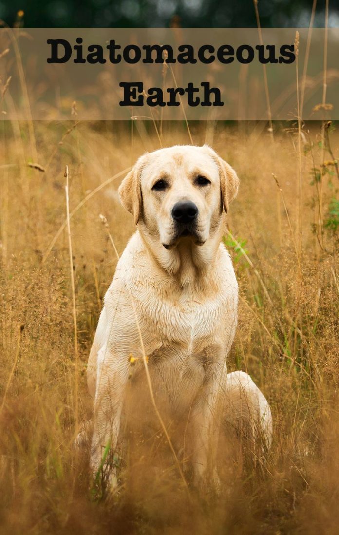 Diatomaceous Earth For Dogs A Complete Guide To This Treatment