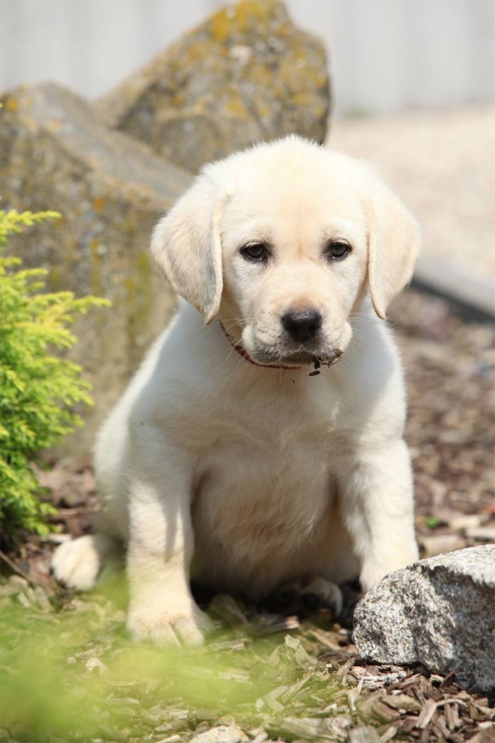 Diatomaceous Earth For Dogs A Complete Guide To This Treatment