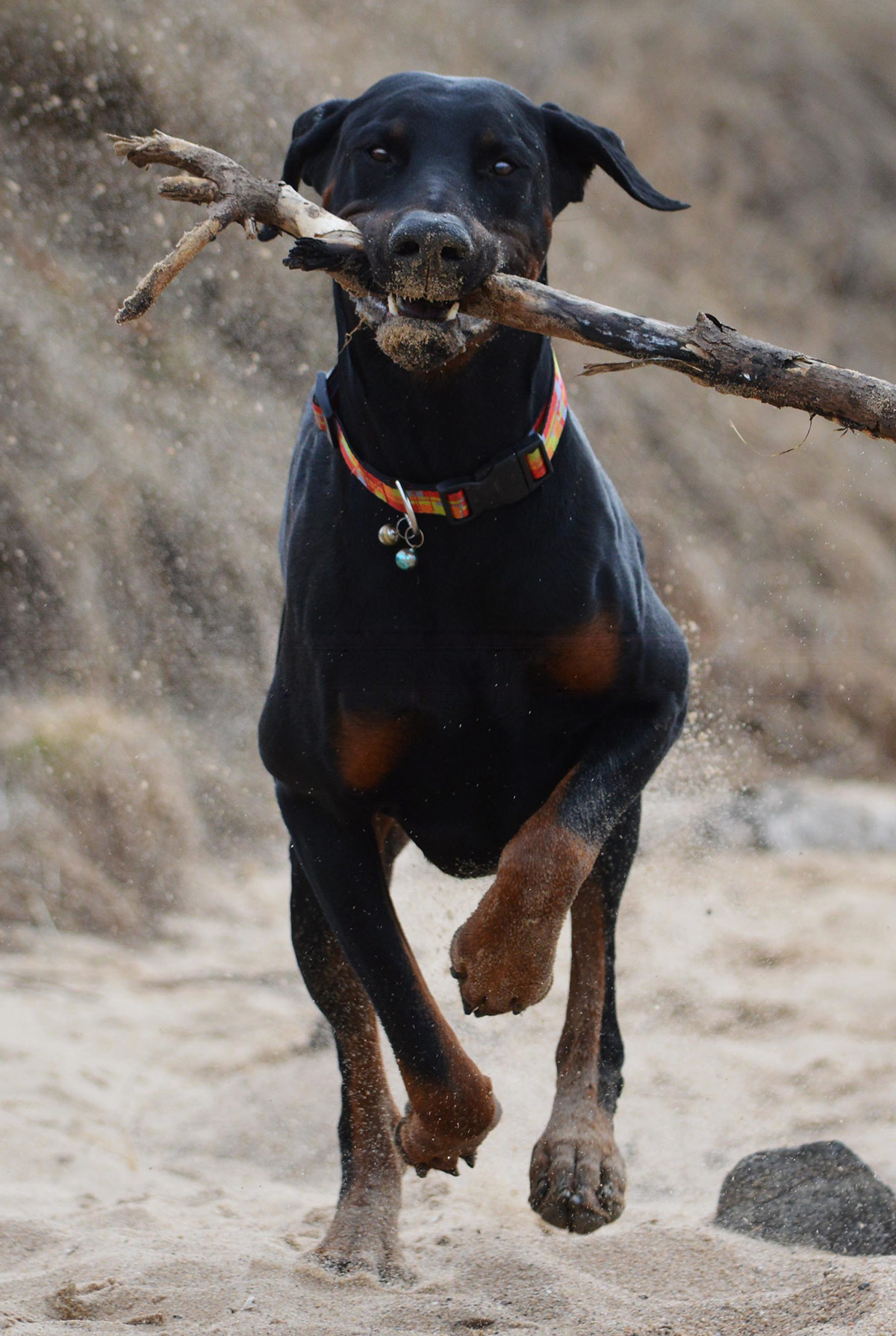 doberman and lab mix