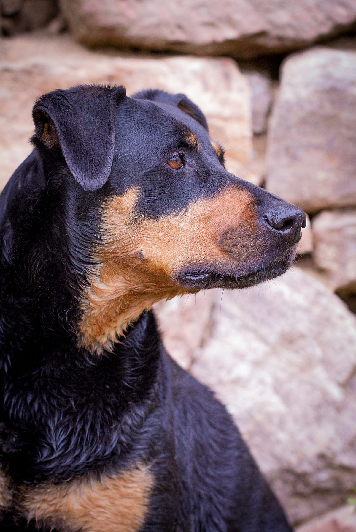 doberman and lab mix