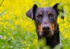 Doberman Lab Mix