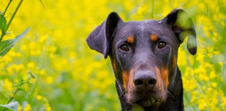 Doberman Lab Mix