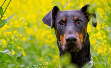 Doberman Lab Mix