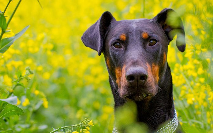 Doberman Lab Mix