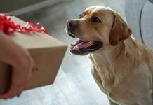 best dog gifts