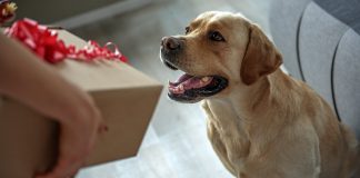 best dog gifts