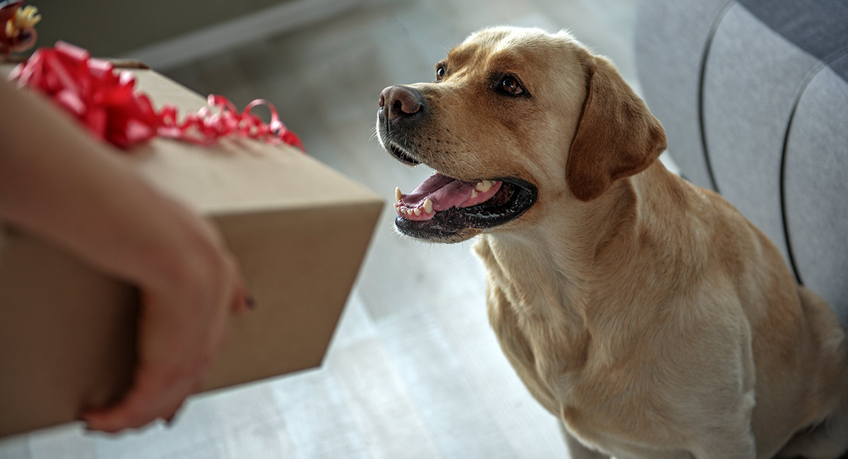 Best Dog Gifts For Christmas Birthdays And More