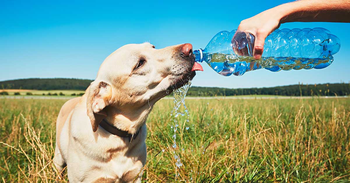 Is Your Dog Drinking A Lot Of Water - A Guide To Polydipsia In Dogs