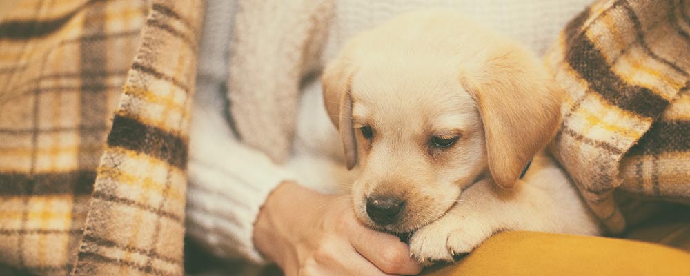 Cute yellow labrador puppy in lap, illustrating cute puppy names
