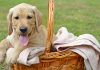 funny dog names