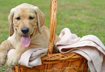 funny dog names