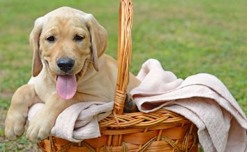 funny dog names