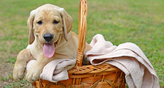 funny dog names