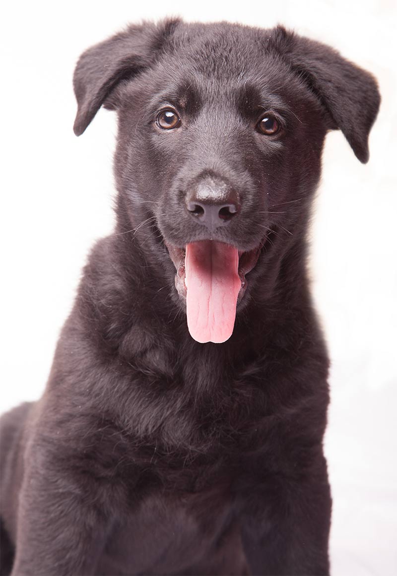 Mélange berger allemand-labrador