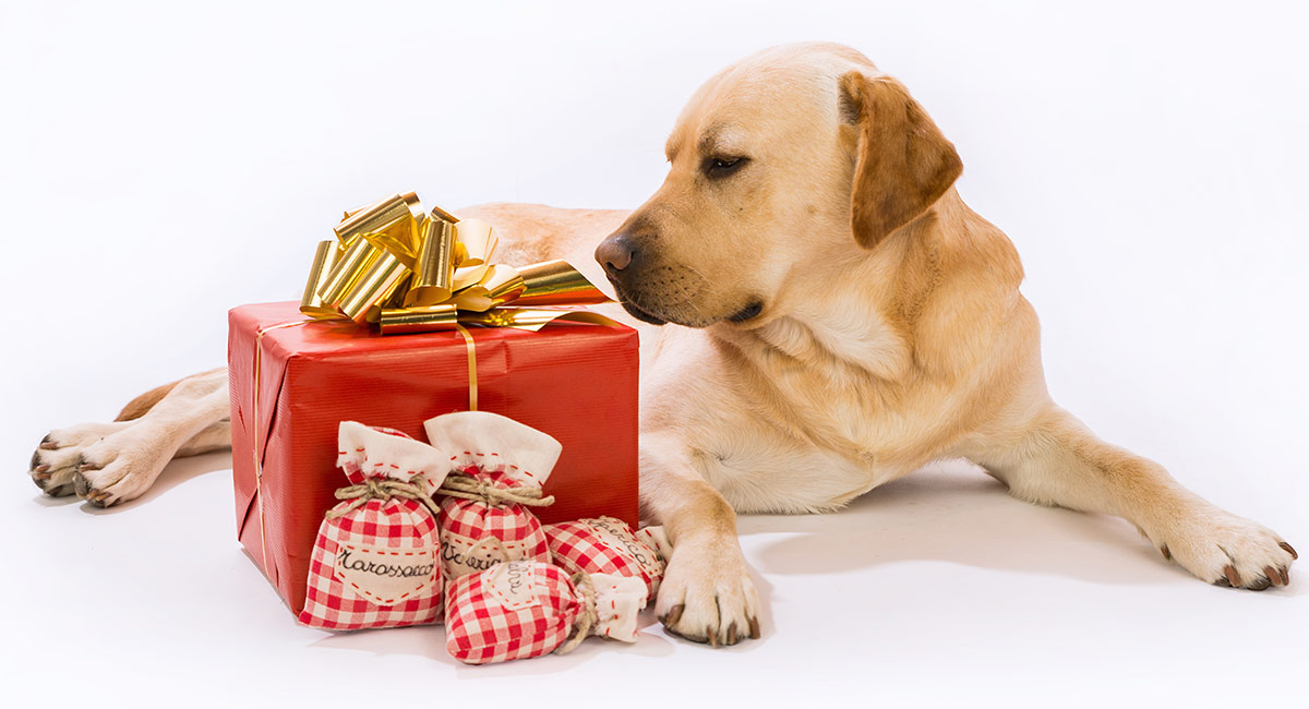 Best Gifts For Dog Lovers - 30 Perfect 