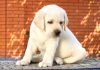 good dog names