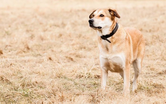 Duitse herder lab mix