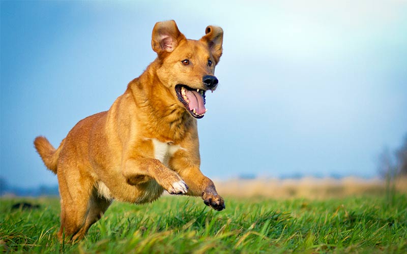 Shepherd german Lab Mix