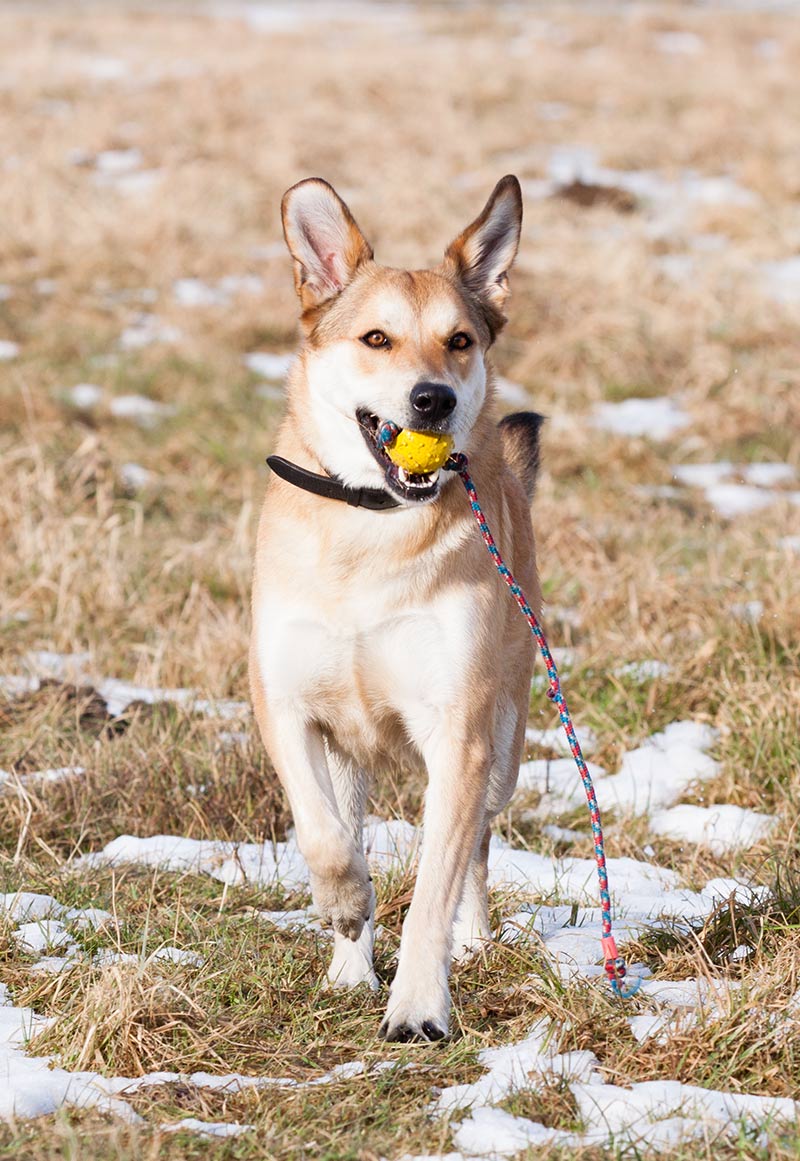 berger allemand lab mix avec balle