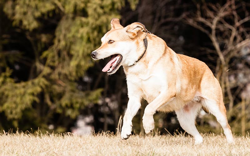 Corriendo como un labrador