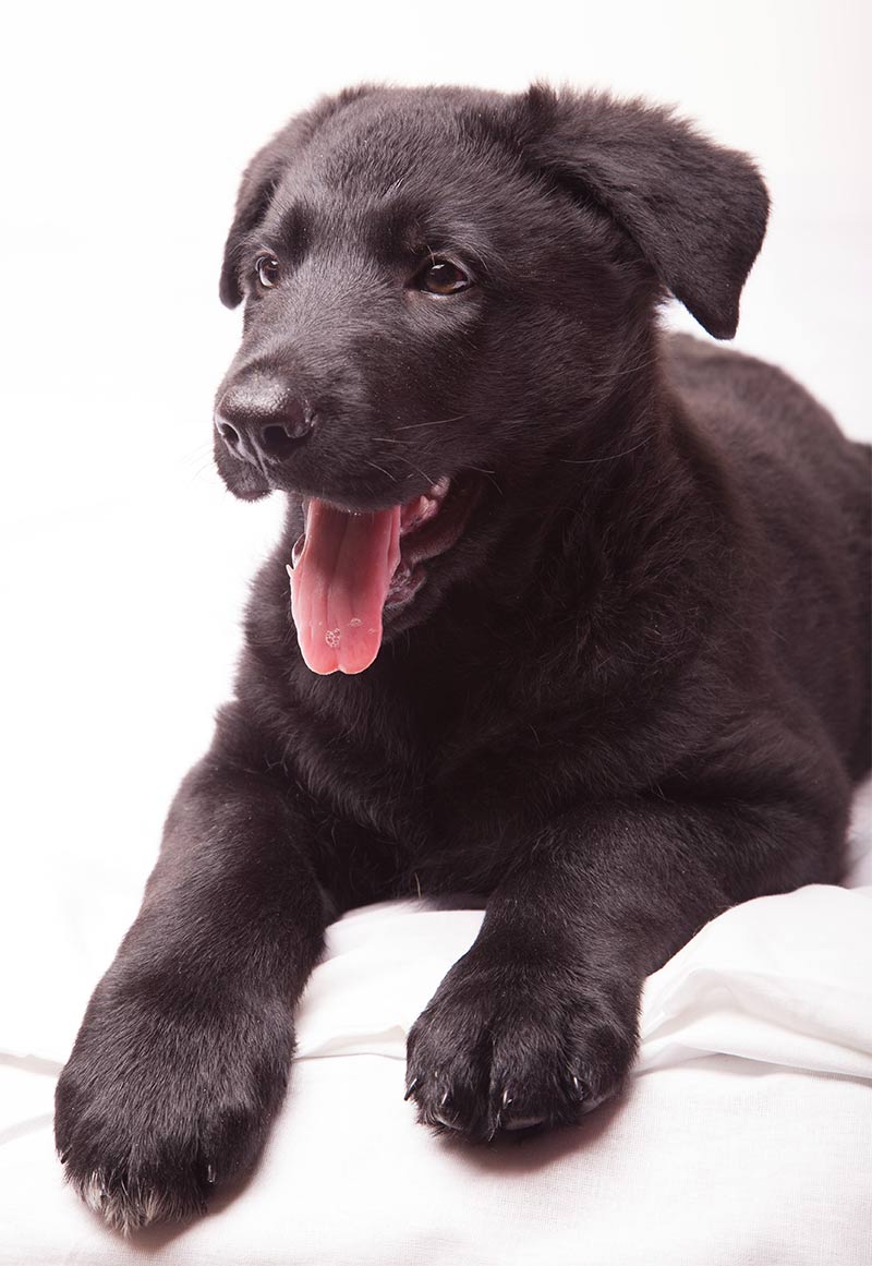 chocolate german shepherd puppy