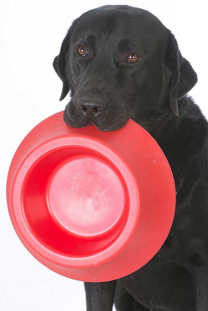 Can Dogs Eat Corn Is It Safe To Let Your Dog Eat Corn?