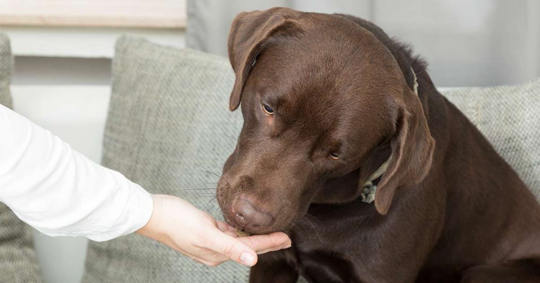 Can Dogs Eat Corn Is It Safe To Let Your Dog Eat Corn?