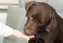 can dogs eat marshmallows hypoallergenic food how does it work and which to buy the labrador site can dogs eat marshmallows hypoallergenic food how does it work and which to buy the labrador site