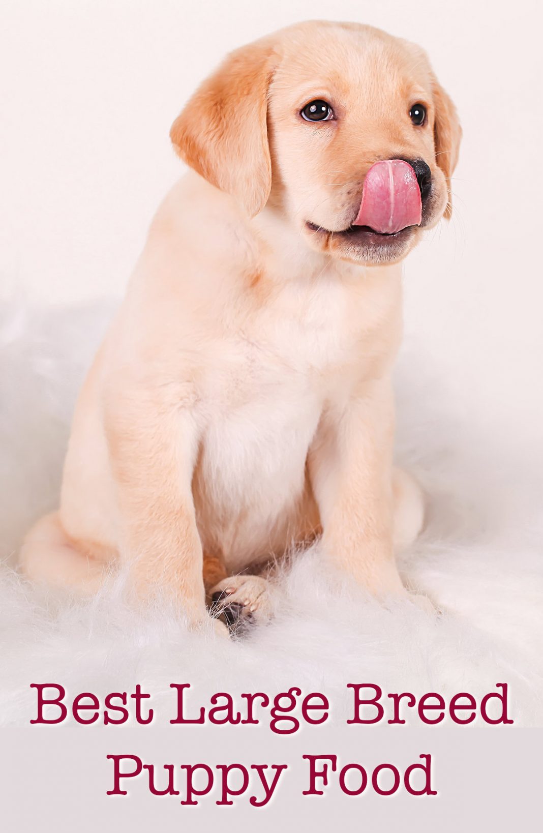 Best Large Breed Puppy Food Make The Right Choice