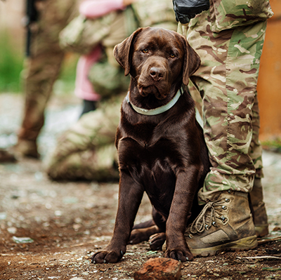 military dogs