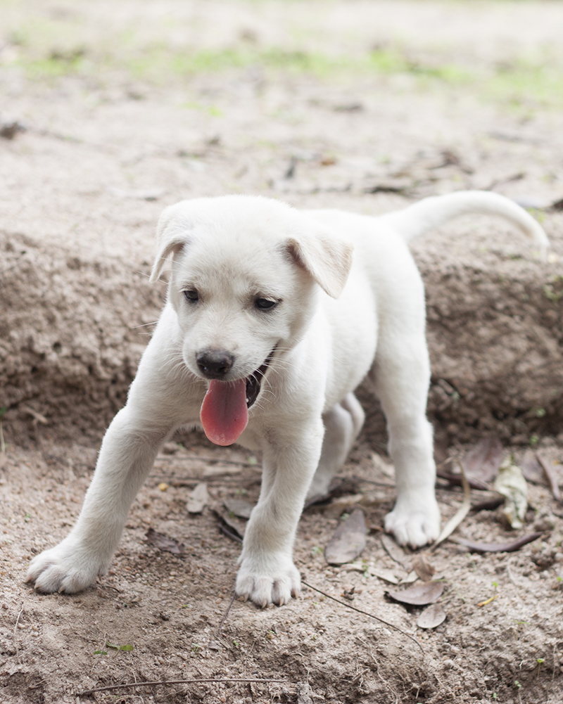 funny puppy names