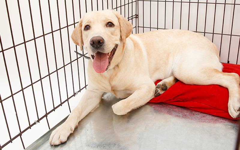 Labrador playpen hotsell
