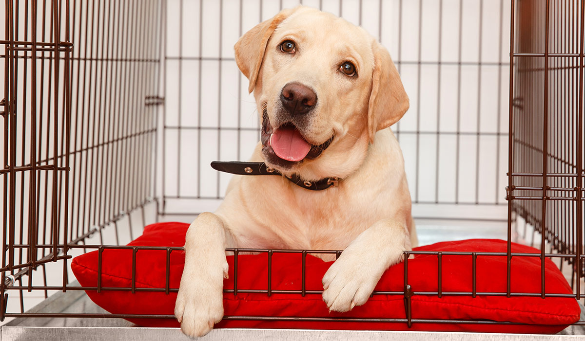 dog crate for labrador puppy