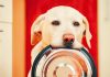 best dog food for sensitive skin
